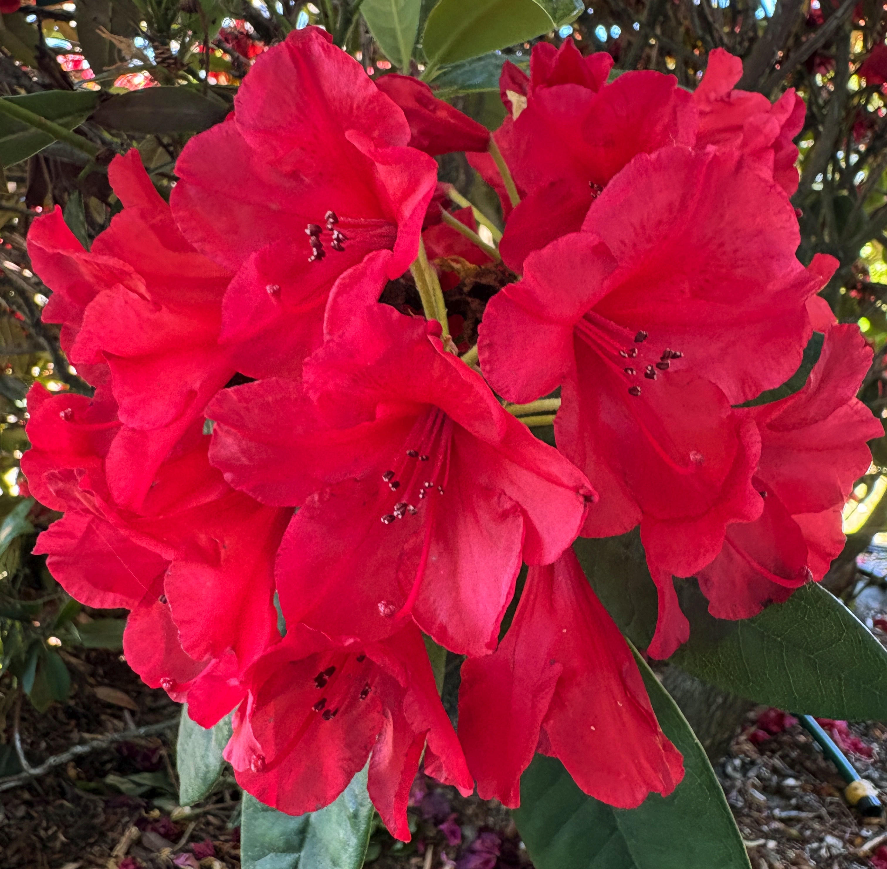 Red Flower